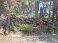 Sporades - Alonissos - Fallen Trees