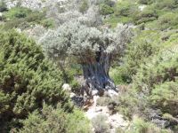 Dodecanese - Lipsi - Very Old Olive Tree