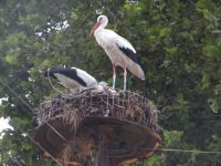 Storks in their nest on electrical power pillars in the village Kerkini