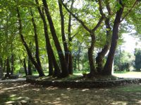 Large plane trees and recreation area in Ano Kastanoussa