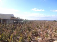 Sigalas wineyard