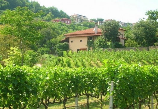 naoussa_winery_dalamara_01